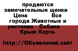 продаются замечательные щенки › Цена ­ 10 000 - Все города Животные и растения » Собаки   . Крым,Керчь